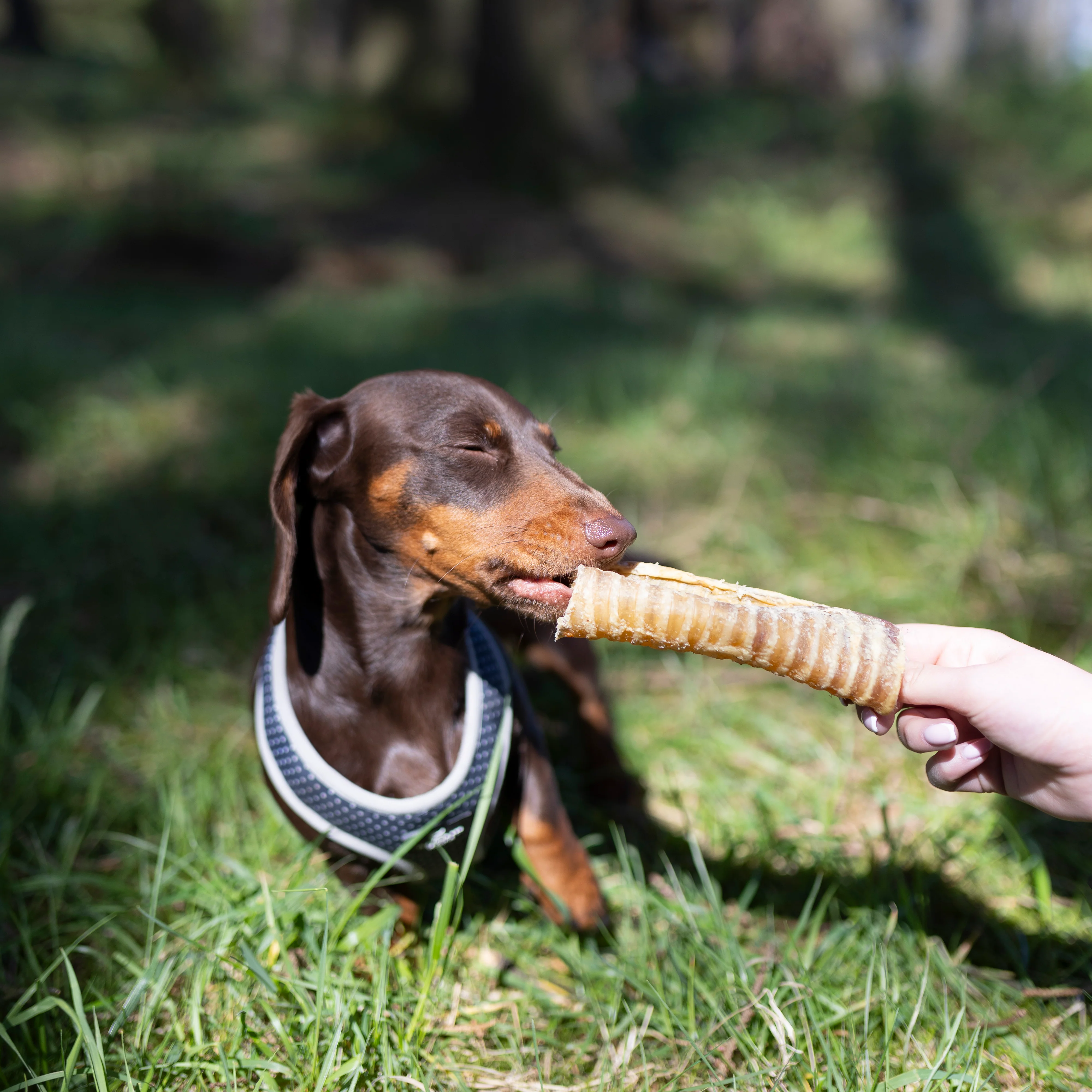 Beef Trachea - 1kg & 500g - Image 3