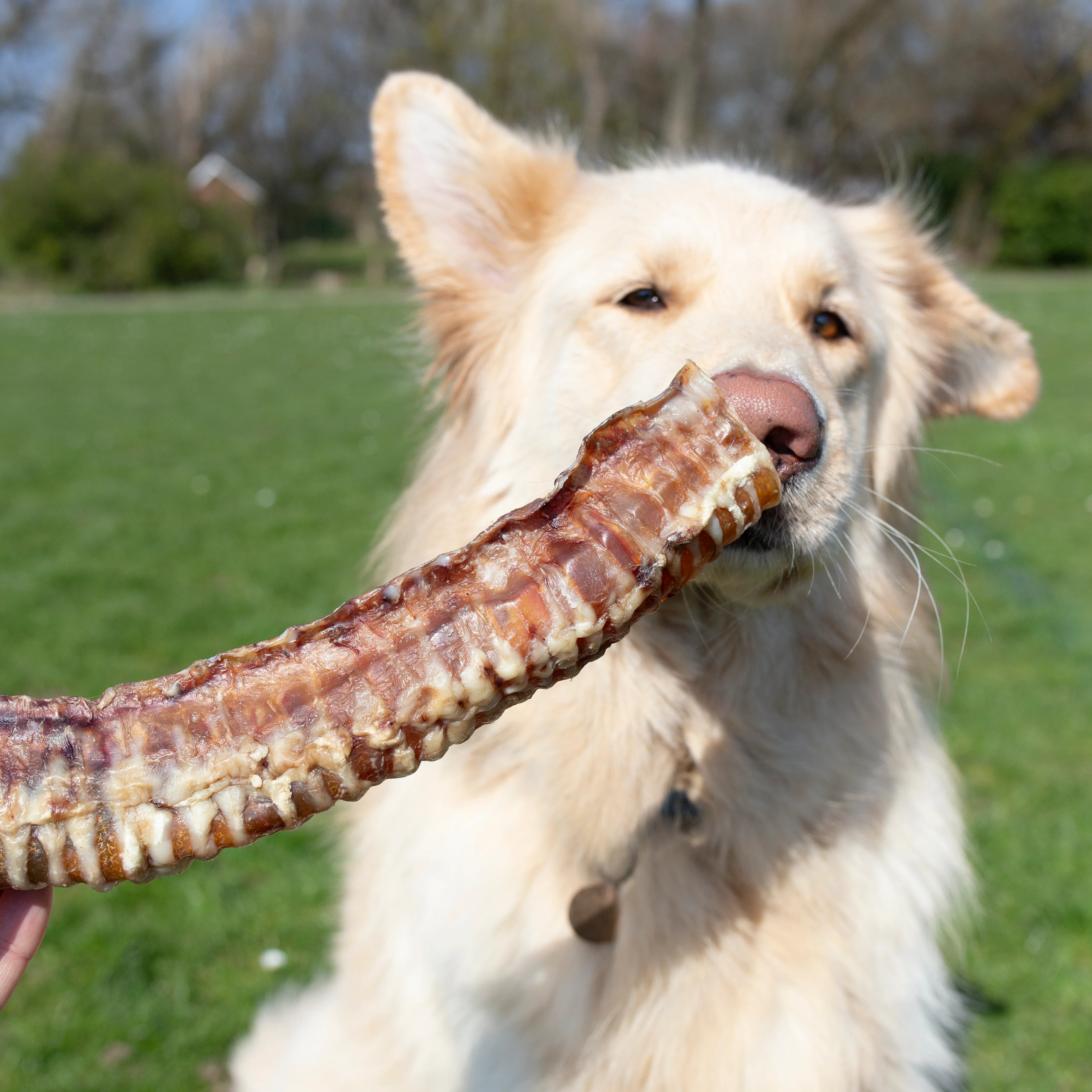 Beef Trachea - 1kg & 500g - Image 4