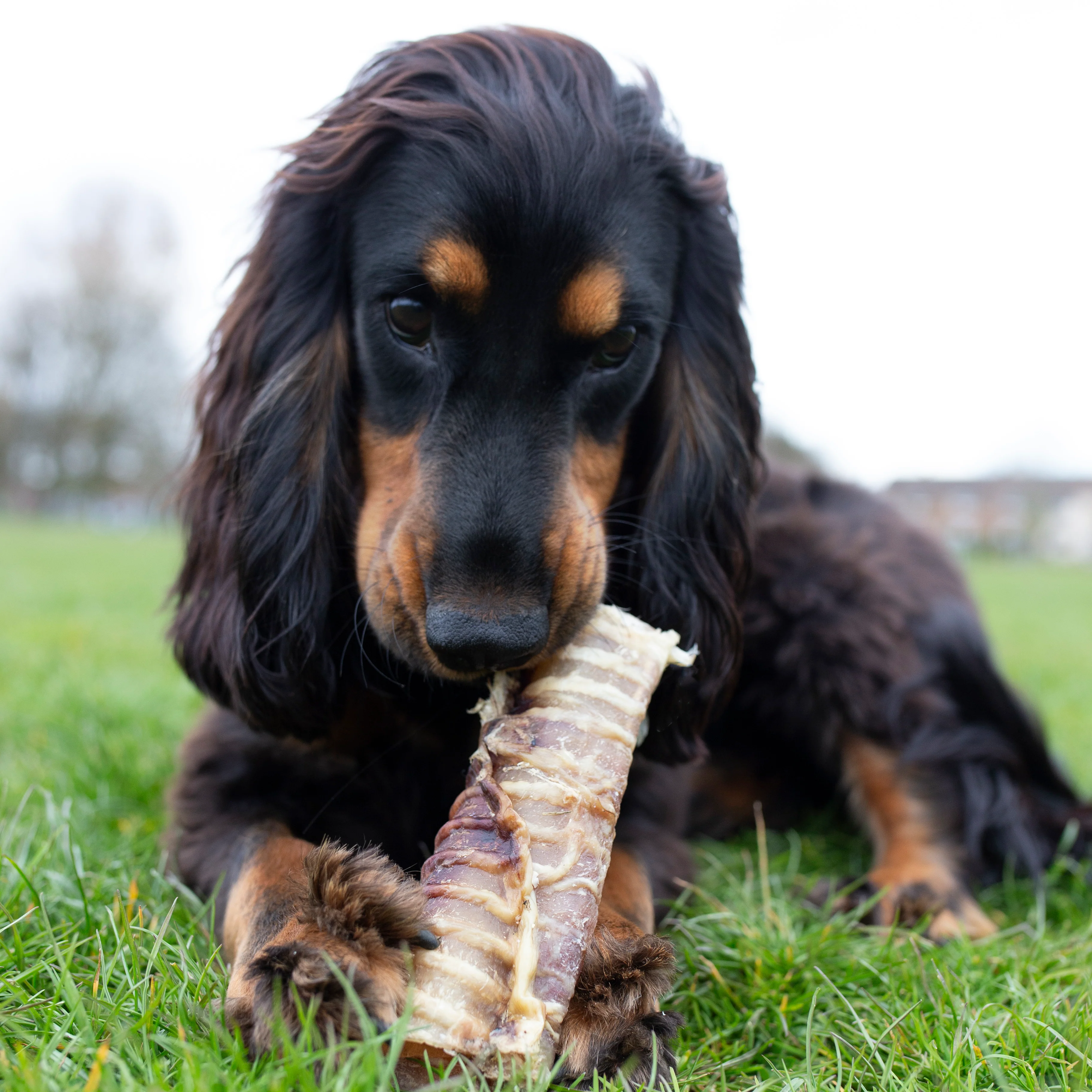 Beef Trachea - 1kg & 500g - Image 6