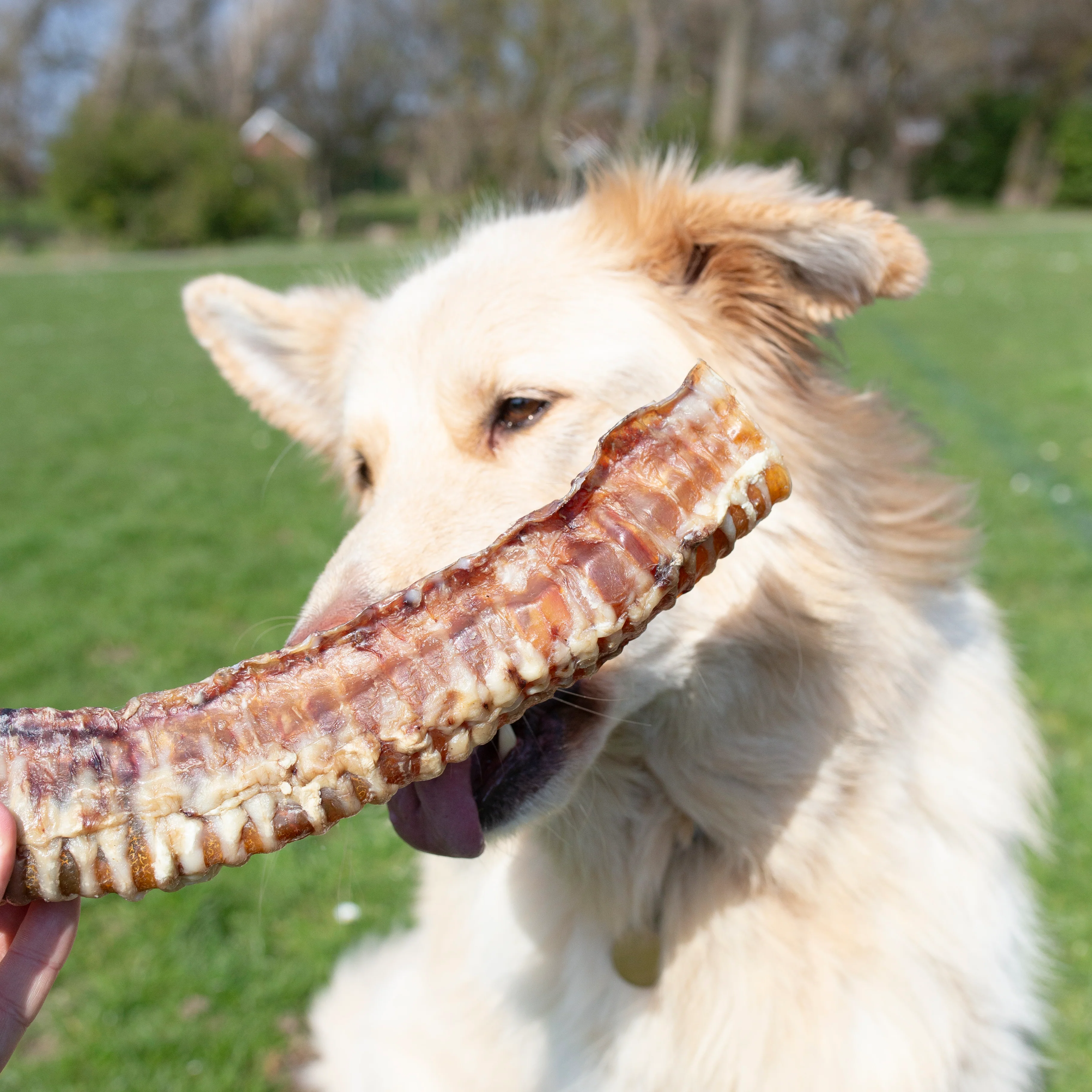 Beef Trachea - 1kg & 500g - Image 7