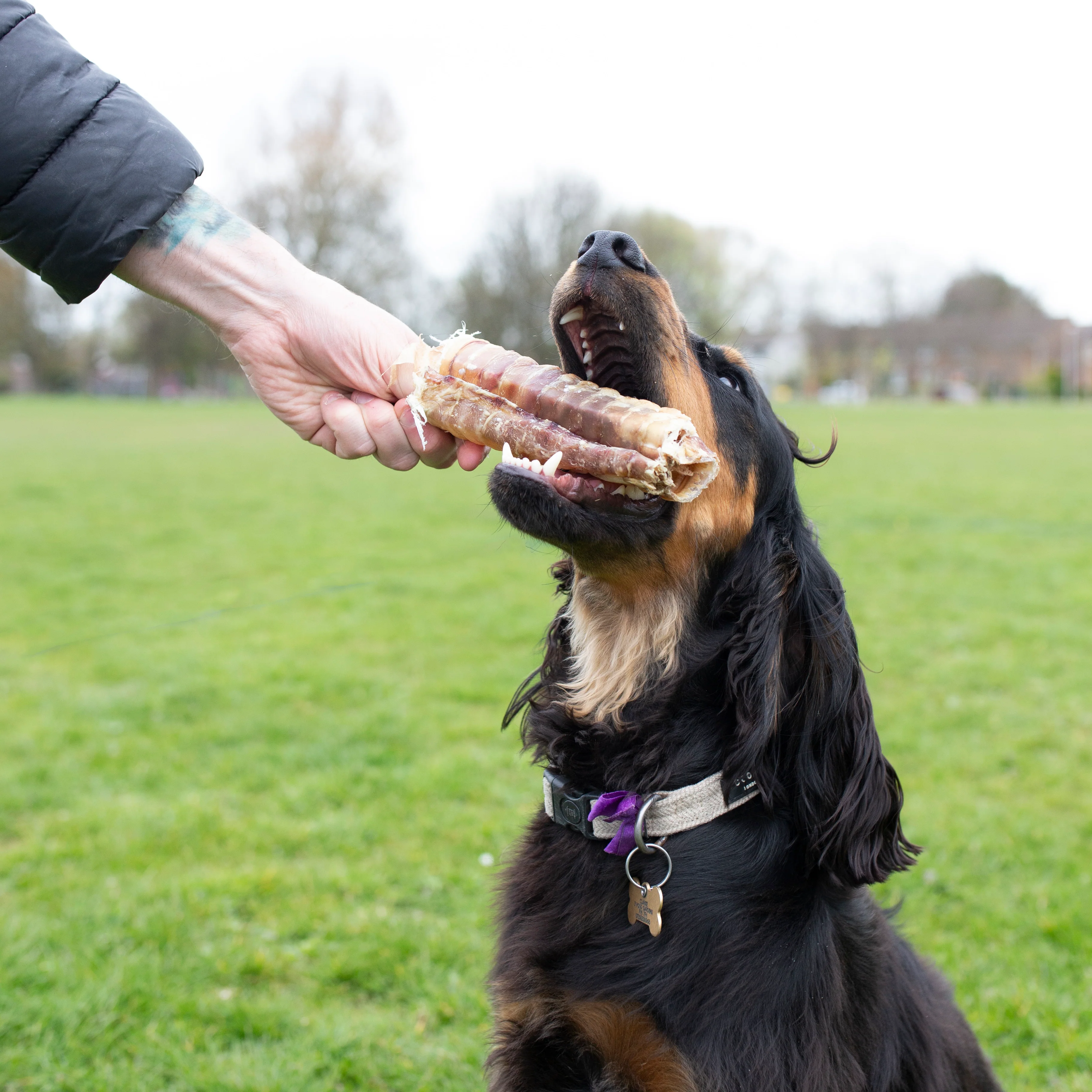 Beef Trachea - 1kg & 500g - Image 8