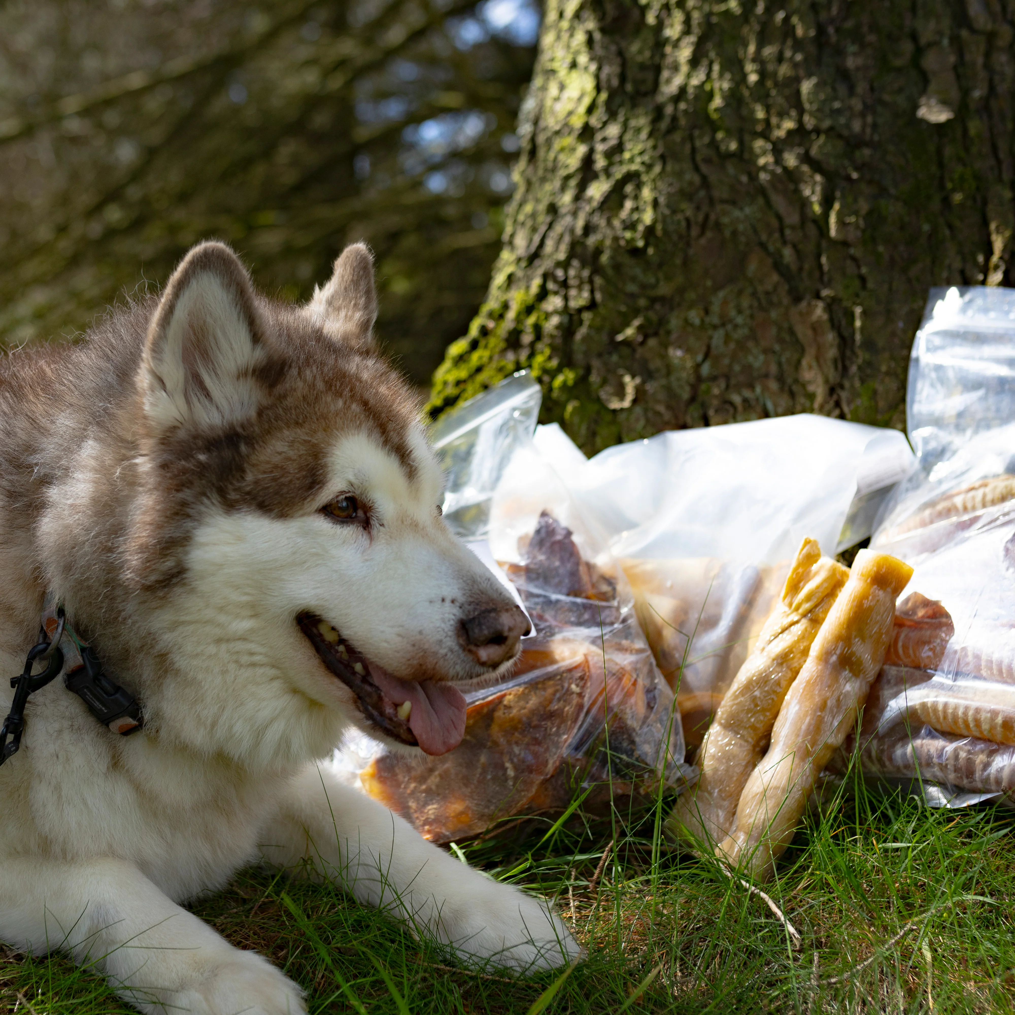 Big Dog Chewer Bundle! (Limited Edition) - Image 3