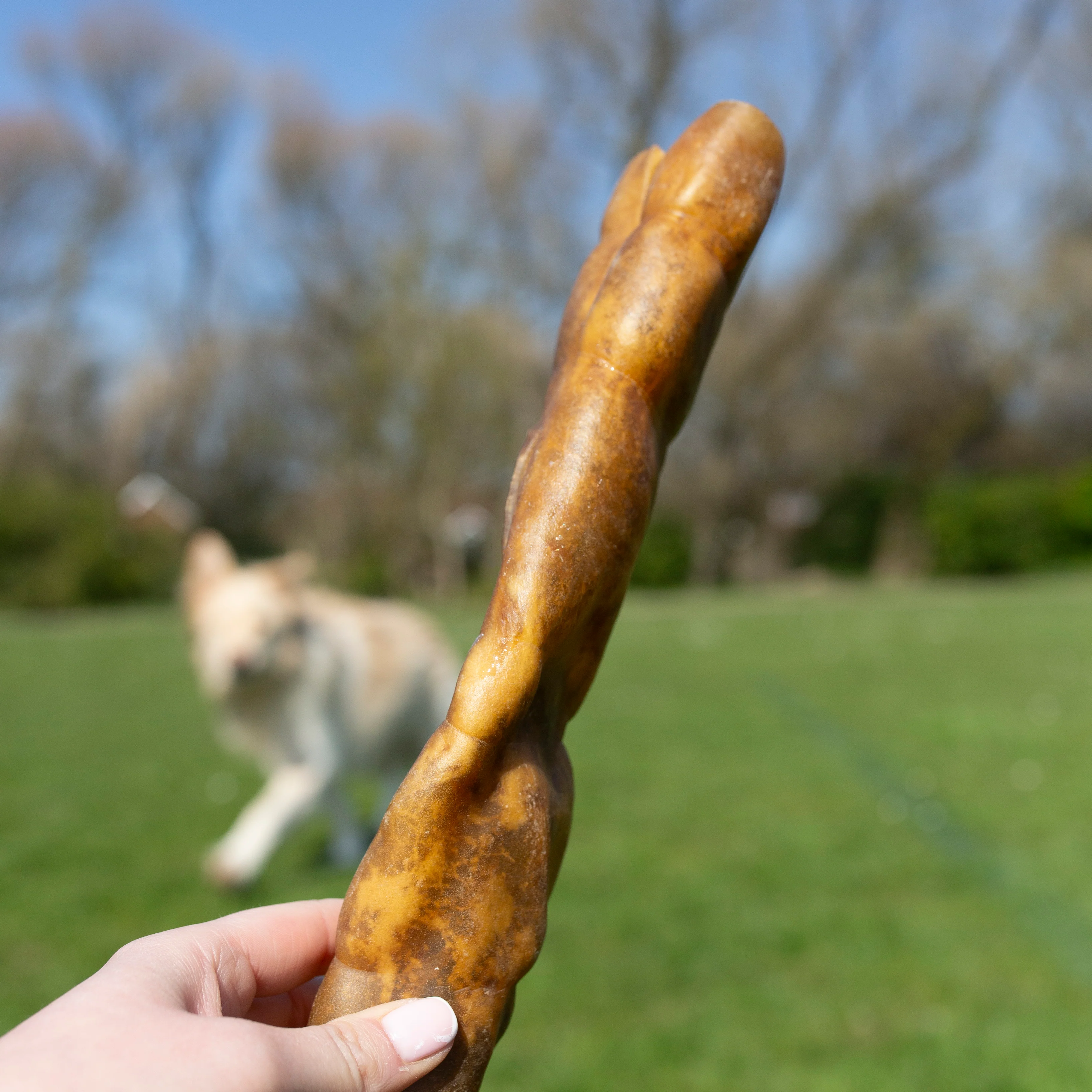 Jumbo Camel Roll, Long Lasting Natural Dog Treat - Image 3