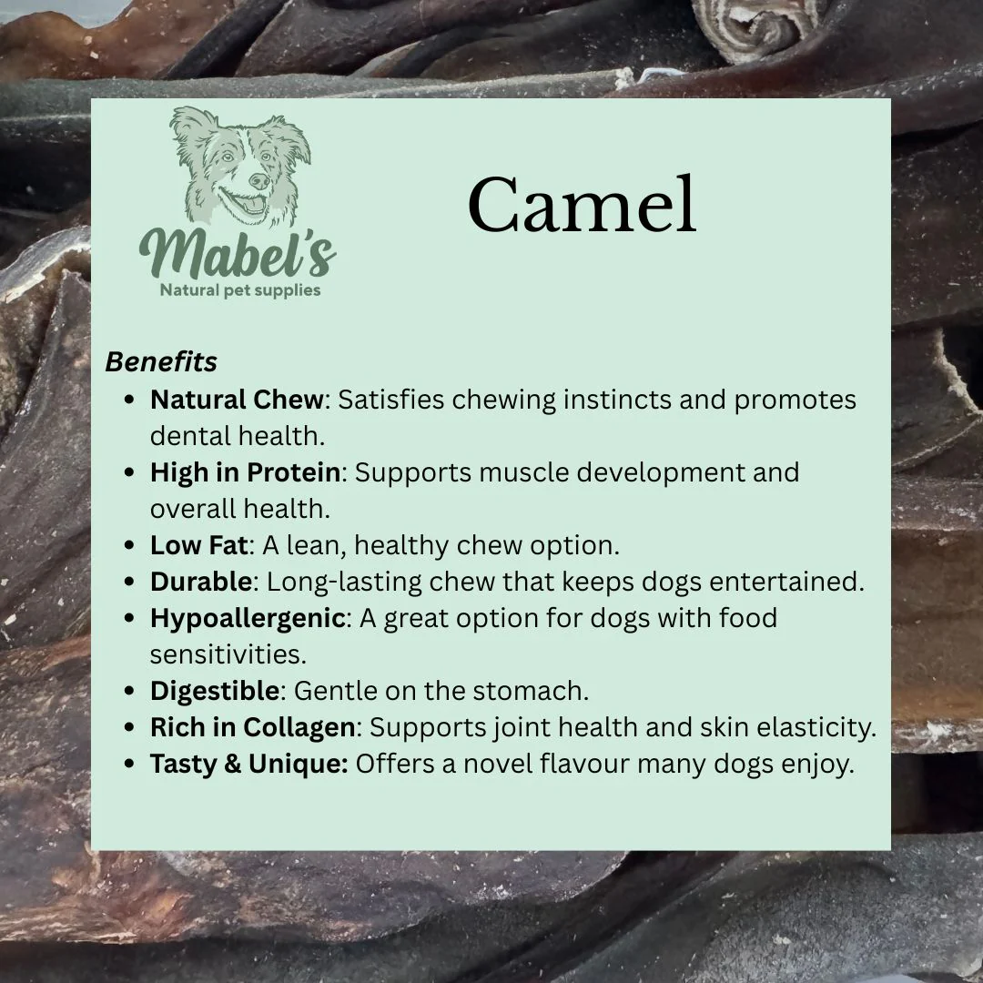 Jumbo Camel Roll, Long Lasting Natural Dog Treat - Image 4