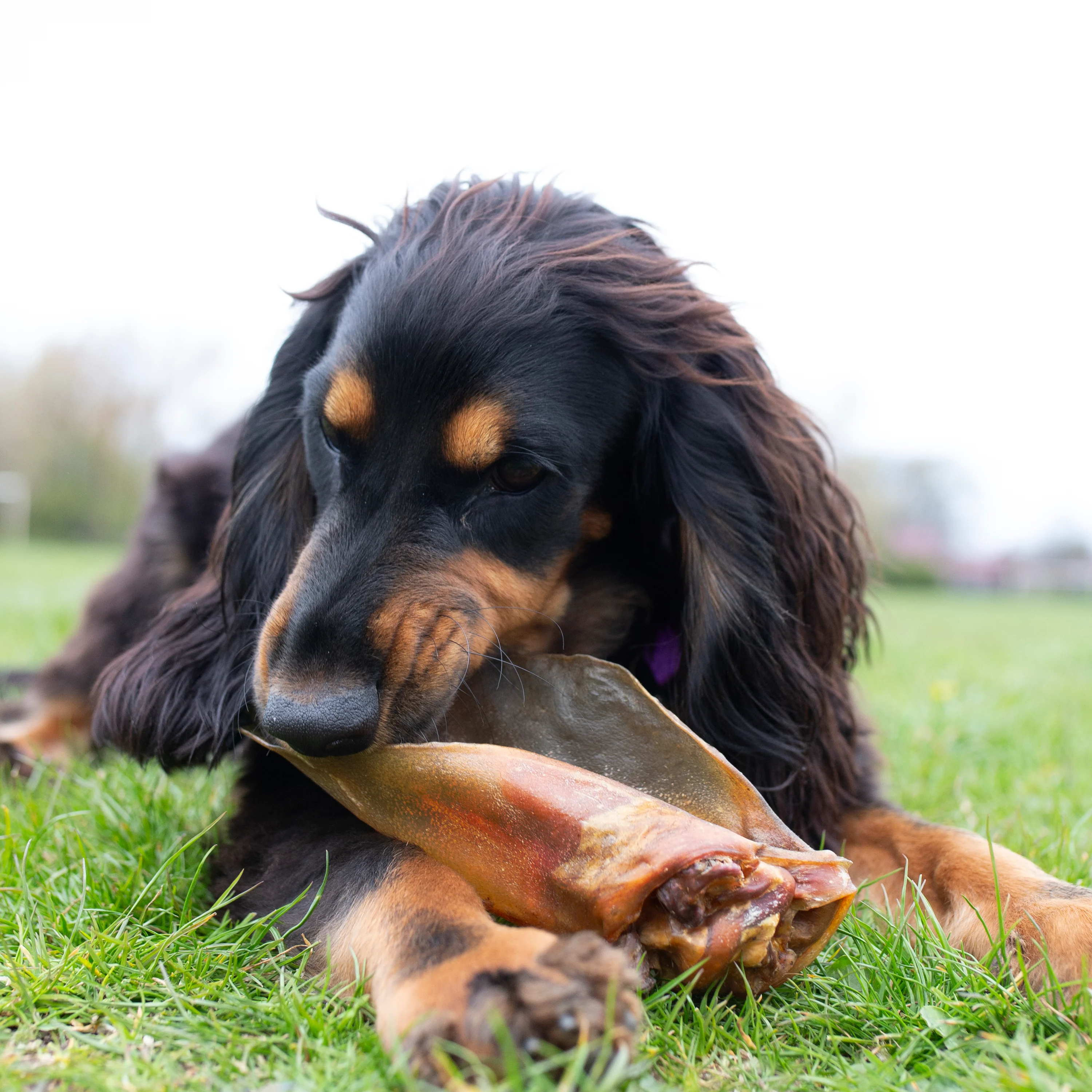 Large buffalo ears (no hair) PACK OF 10! natural dog treat - Image 5